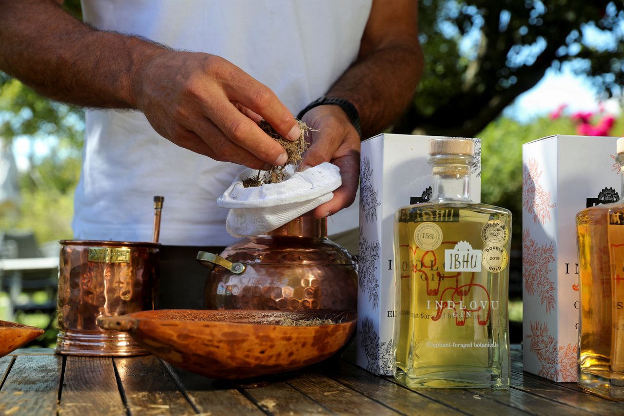 Les Ansley, owner of Indlovu Gin, separates juniper berries and botanicals from dried elephant dung, used to make Indlovu gin, in Paarl, near Cape Town, South Africa, January 28, 2022. REUTERS/Sumaya Hisham