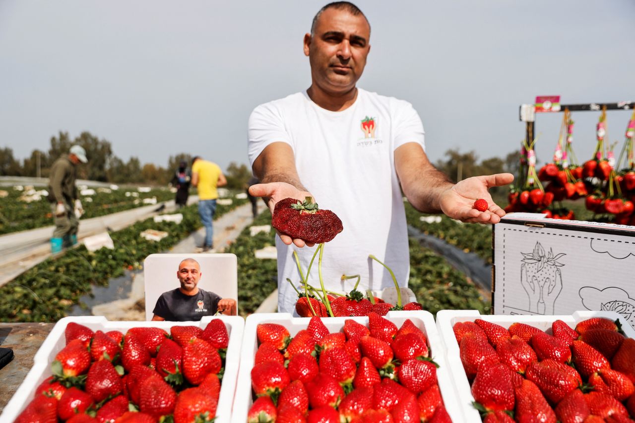 Israeli farmer Tzahi Ariel presents his giant strawberry, weighing 289 gram and grown in Israel after it sets a new Guinness record in Kadima, Israel February 17, 2022  REUTERS/Amir Cohen