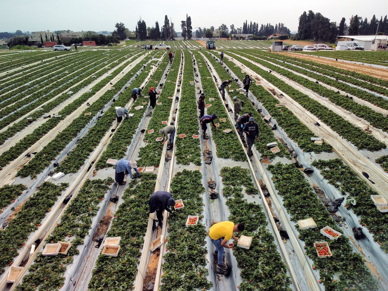 Workers pick strawberries at the field of Tzahi Ariel after a giant strawberry, weighing 289 gram and grown by him in Israel, sets a new Guinness record in Kadima, Israel February 17, 2022. Picture taken with a drone. REUTERS/Amir Cohen