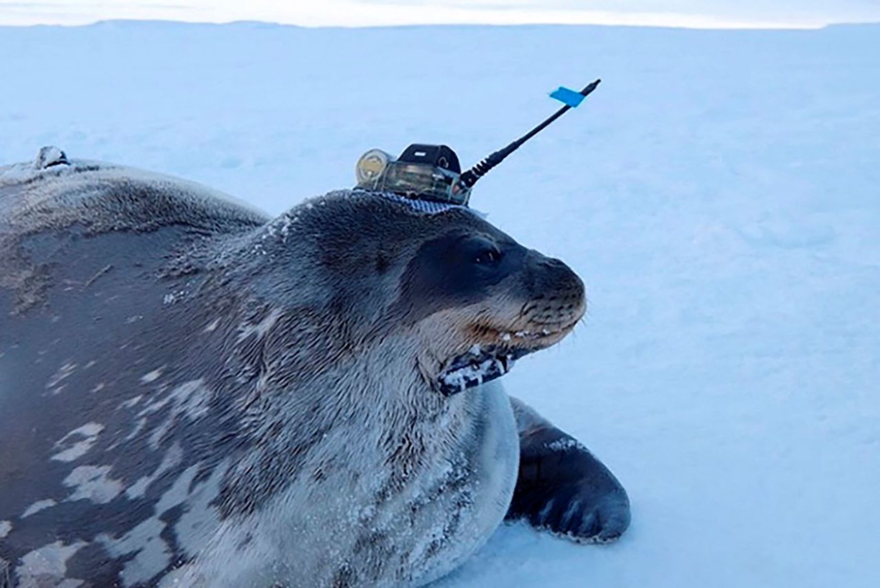 This video grab shows a Weddell seal fitted with high-tech head-mounted measuring devices to survey waters under the thick ice sheet, near Japan