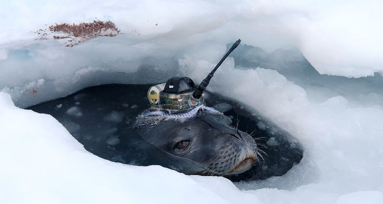 This video grab shows a Weddell seal fitted with high-tech head-mounted measuring devices to survey waters under the thick ice sheet, near Japan
