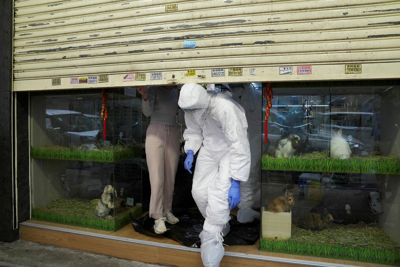 FAILOS NUOTRAUKA: 2022 m. sausio 19 d. Honkonge, Kinijoje, pareigūnai apsauginiais kostiumais palieka uždarą naminių gyvūnėlių parduotuvę Mong Kok rajone po to, kai buvo įsakyta skersti žiurkėną koronaviruso ligos (COVID-19) protrūkiui pažaboti. REUTERS / Lam Yik