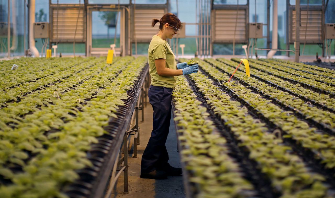 FILE PHOTO: A worker inspects the Nicotiana benthamiana plants at a Medicago greenhouse in Quebec City, August 13, 2014. REUTERS/Mathieu Belanger/File Photo