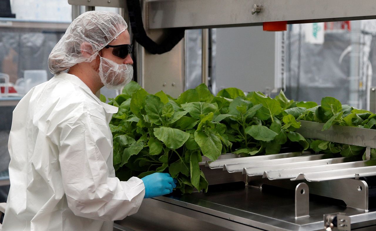 FILE PHOTO: A worker puts the Nicotiana benthamiana plants in the infiltration machine at Medicago greenhouse in Quebec City, August 13, 2014. REUTERS/Mathieu Belanger/File Photo