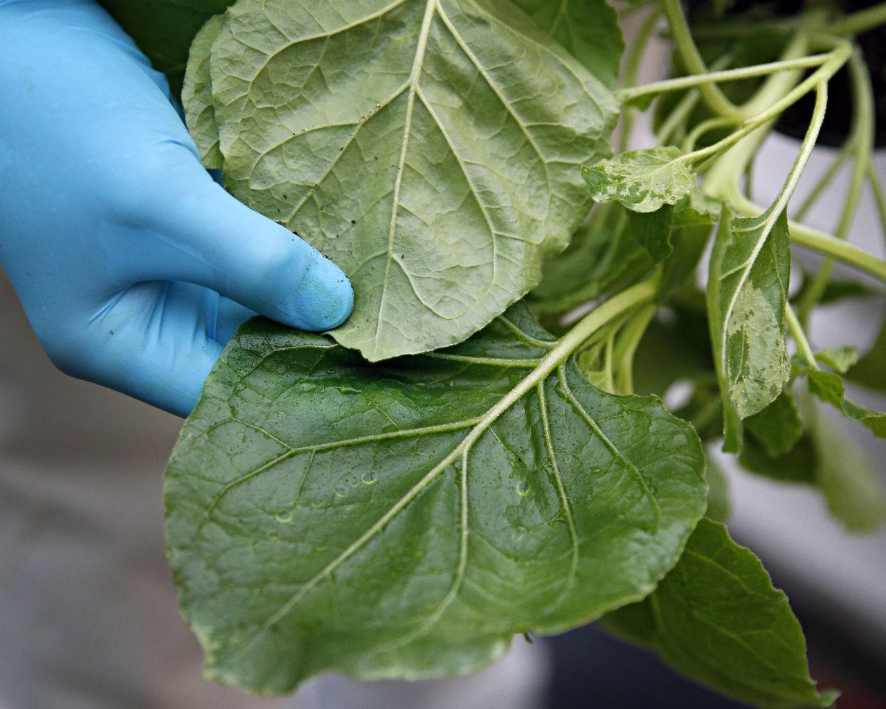 FILE PHOTO: An worker shows the difference between the leaf of the Nicotiana benthamiana plant before (top) and after (botom) the infiltration process at Medicago greenhouse in Quebec City, August 13, 2014. REUTERS/Mathieu Belanger