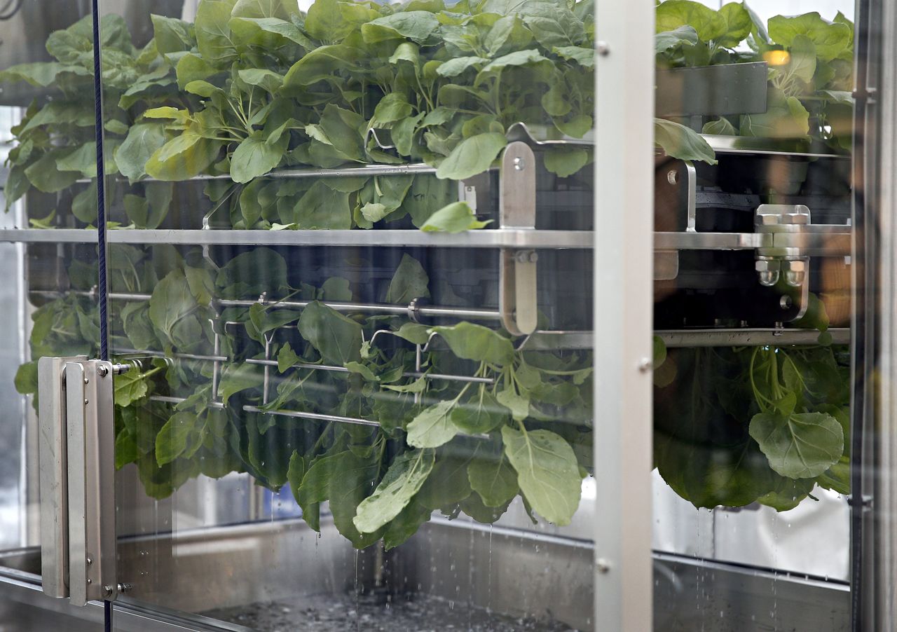 FILE PHOTO: Nicotiana benthamiana plants are dipped in a solution during the infiltration process at Medicago greenhouse in Quebec City, August 13, 2014. REUTERS/Mathieu Belanger
