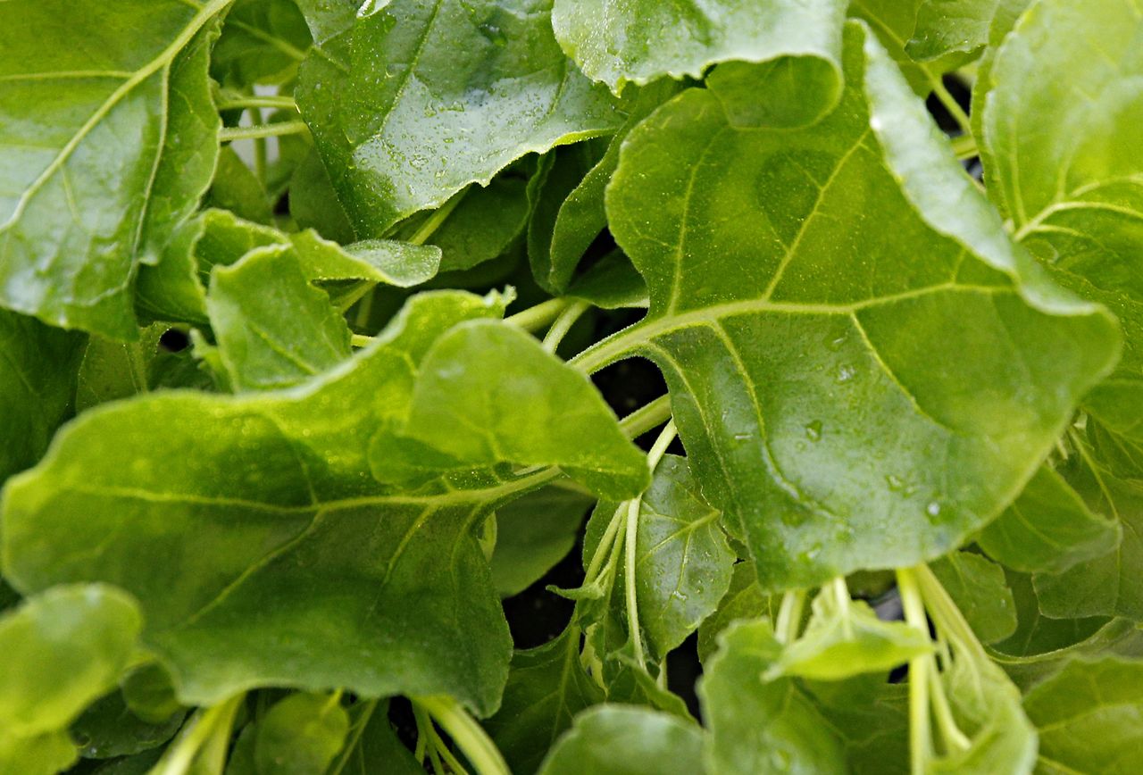 FILE PHOTO: The leaves of a Nicotiana benthamiana plant is pictured at Medicago greenhouse in Quebec City, August 13, 2014. REUTERS/Mathieu Belanger