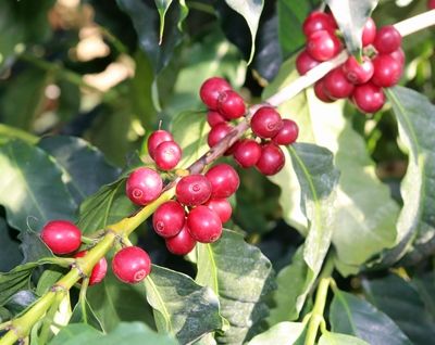 Coffee berries ripen in the Wakayama sun.