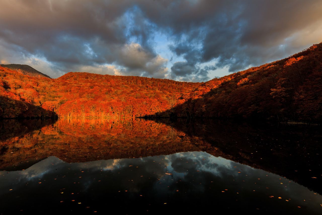 Blink and it disappears: the morning sun shining on the beech forest creates a reflection in the water. (© Pixta)