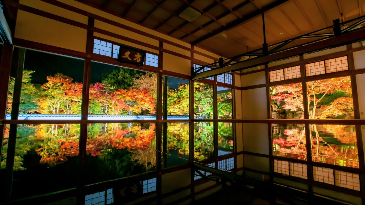 The foliage at Hōtokuji illuminated at night. (© Pixta)