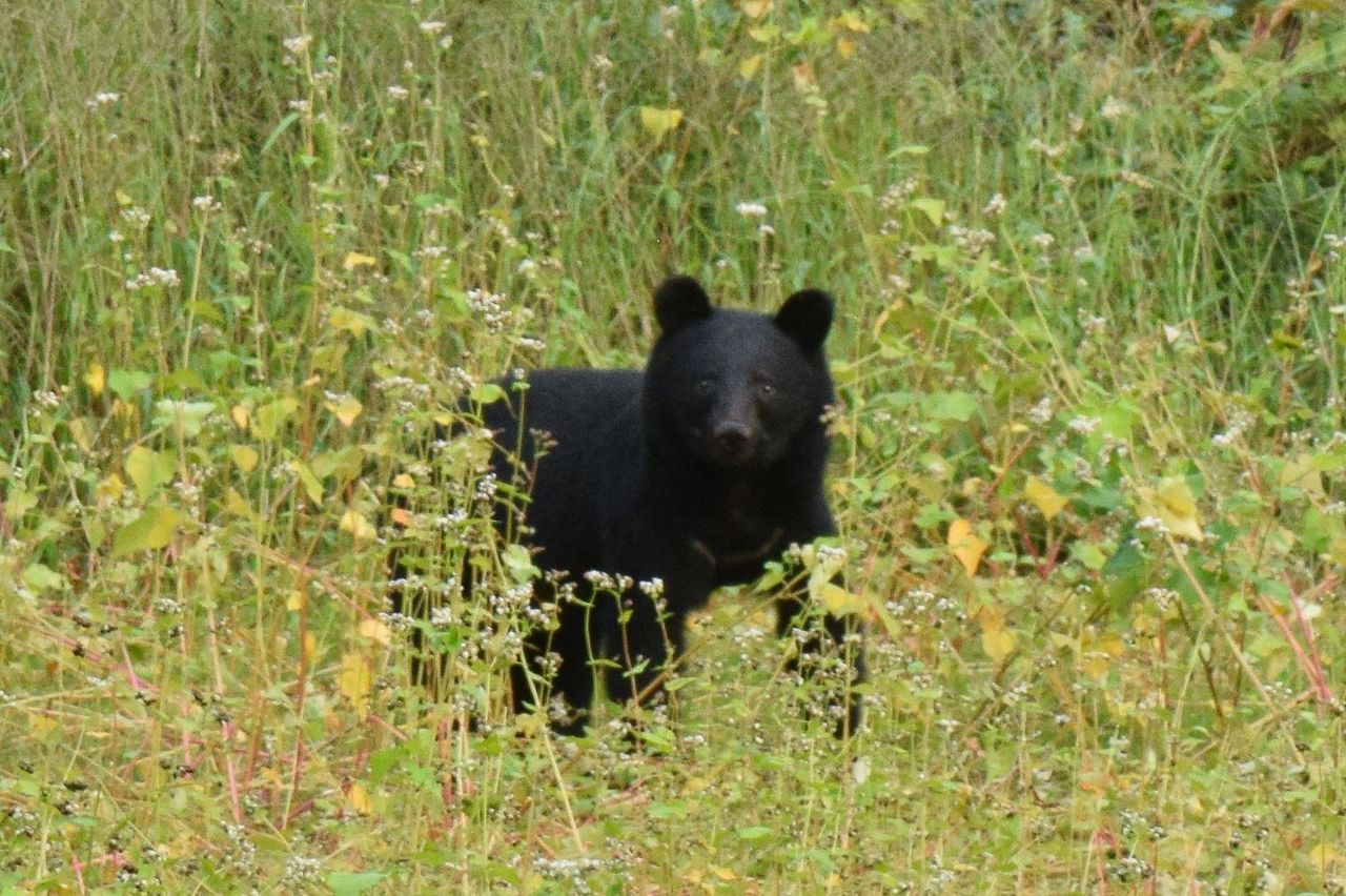 A black bear in search of food in a buckwheat field outside a house. (© Kitaakita municipal government/Masuda Kō)