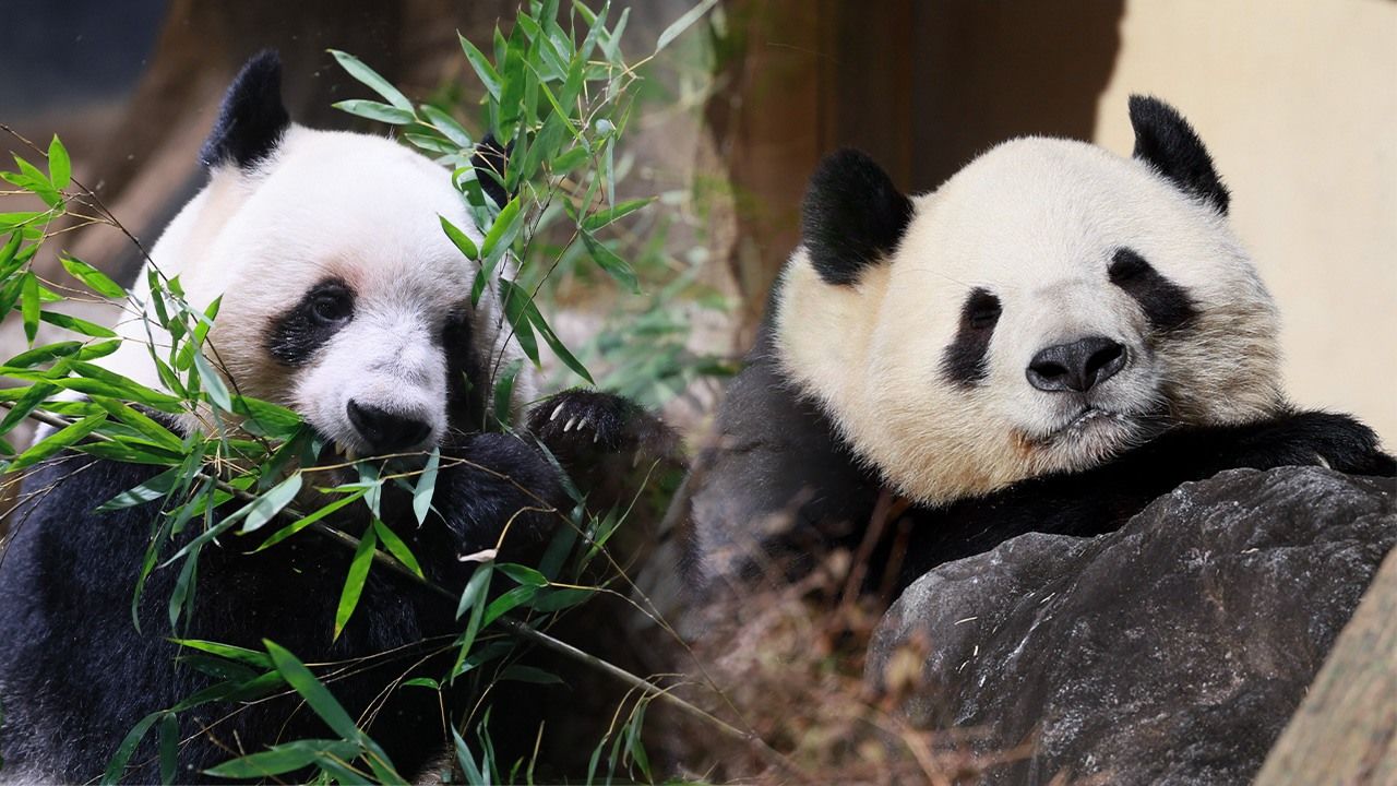 Japan Timeline for December 2025