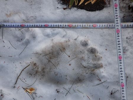 Bear Sightings in Japan Continue into 2026