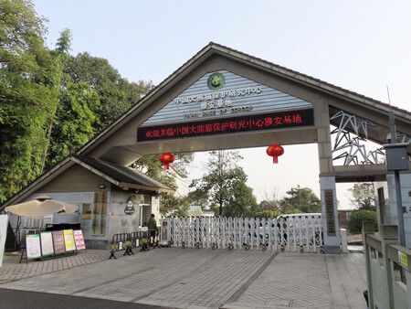 2 Pandas Arrive in China from Japan