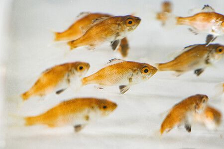 Kindai Univ. Successfully Farms Blackthroat Seaperch