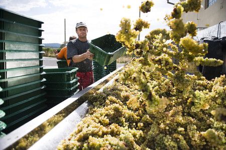 Slovakia Working to Spread Its Wine in Japan