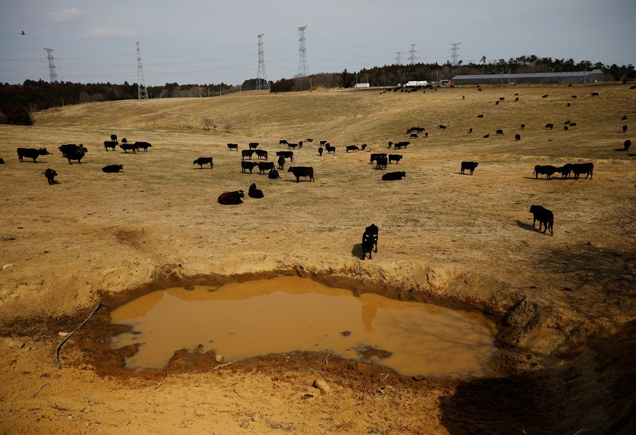 Bullocks stand on a field at the Ranch of Hope, a cattle farm owned by Masami Yoshizawa, who defied an order to cull his irradiated livestock in protest against the government and Tokyo Electric Power after the Fukushima nuclear disaster, in Namie, Fukushima Prefecture, Japan, February 22, 2021. REUTERS/Kim Kyung-Hoon
