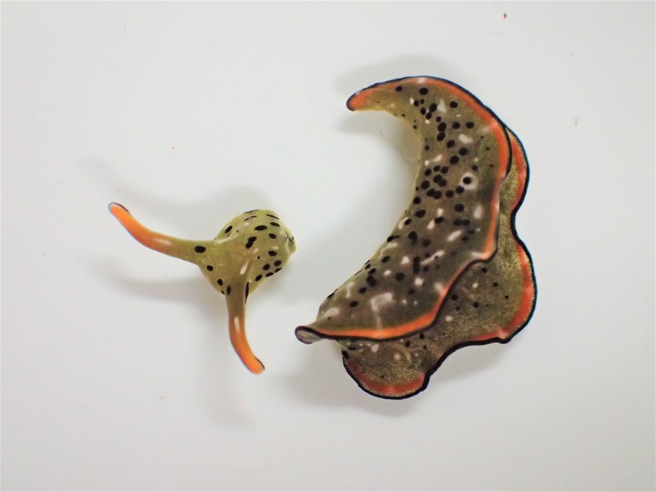 An Elysia marginata, a species of sea slug, after shedding its body and its self-decapitated head is seen in this handout photo taken at the laboratory at Nara Women's University in Japan on September 2, 2020, released by university graduate school student Sayaka Mitoh, and obtained by Reuters March 10, 2021. Sayaka Mitoh/Handout via REUTERS