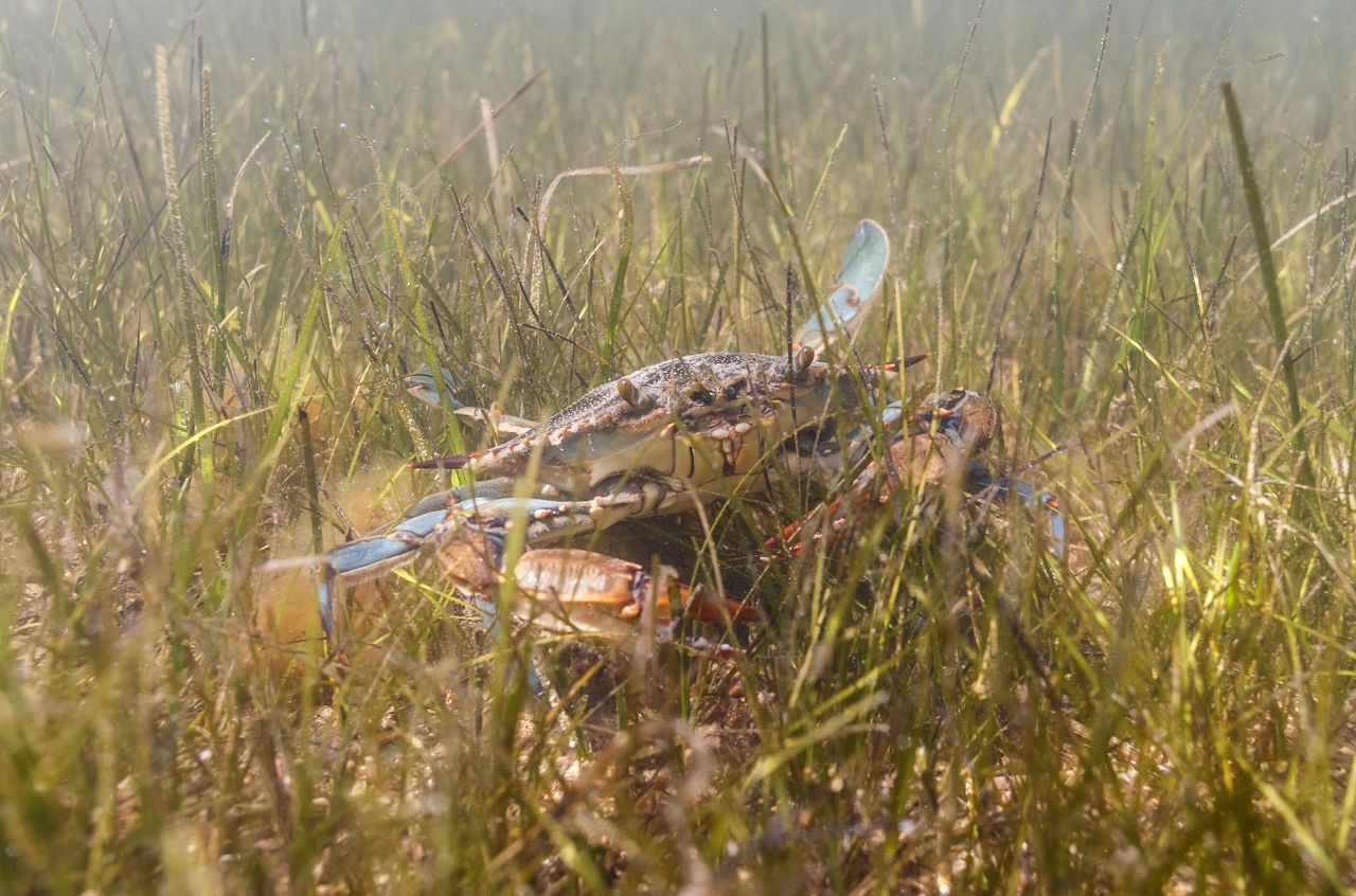 Blue crab is seen in Adriatic Sea near Ploce, Croatia, May 11, 2021. Picture taken May 11, 2021. REUTERS/Antonio Bronic