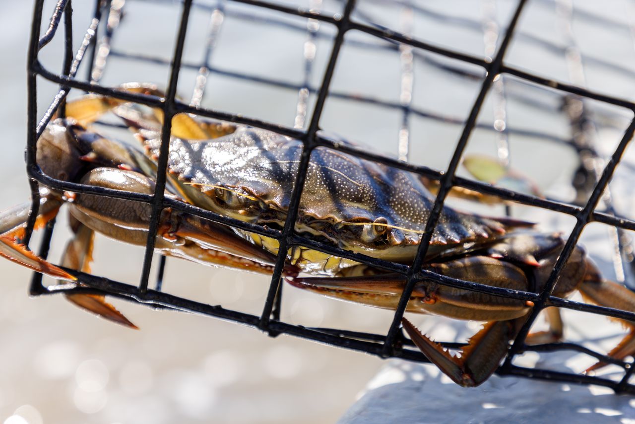 A blue crab is caught in a trap near Ploce, Croatia, May 11, 2021. Picture taken May 11, 2021. REUTERS/Antonio Bronic