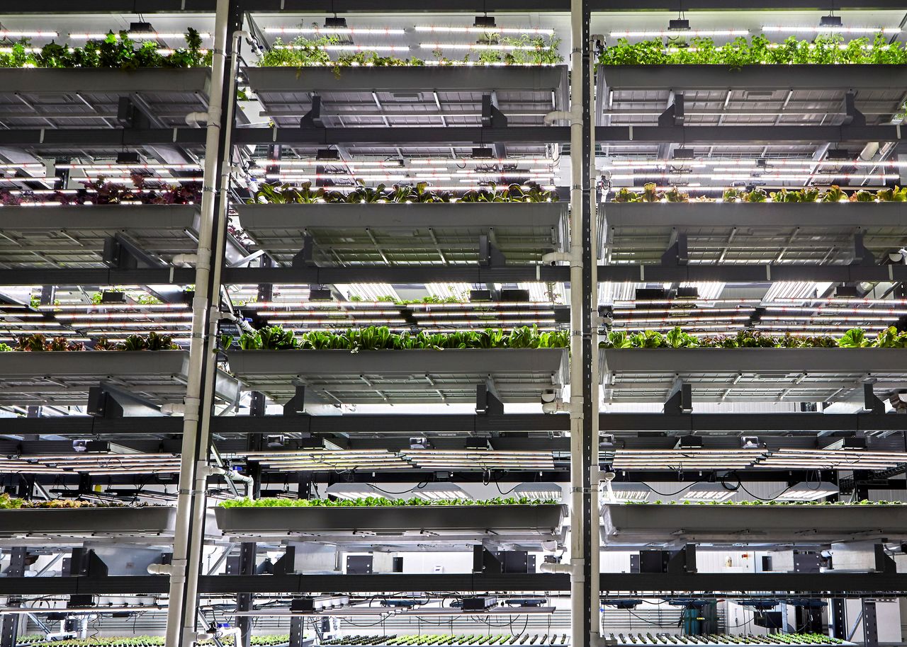 Leafy greens grow away from the sun and under LED lights at Bowery Farming?s Kearny Farm in New Jersey, U.S. in this undated handout photo released on May 24, 2021. Bowery Farming/Handout via REUTERS