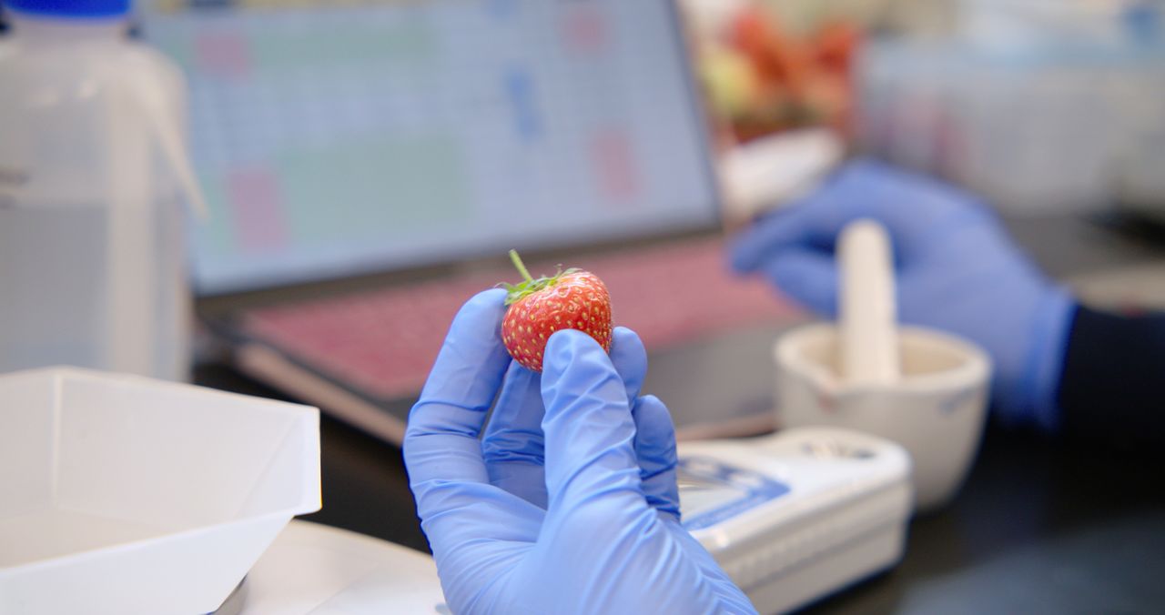 A researcher at indoor vertical farming startup Bowery Farming in Kearny, New Jersey, U.S. inspects a strawberry, as the company wants to increase the types of crops it grows indoors, in this undated handout photo released on May 24, 2021. Bowery Farming/Handout via REUTERS