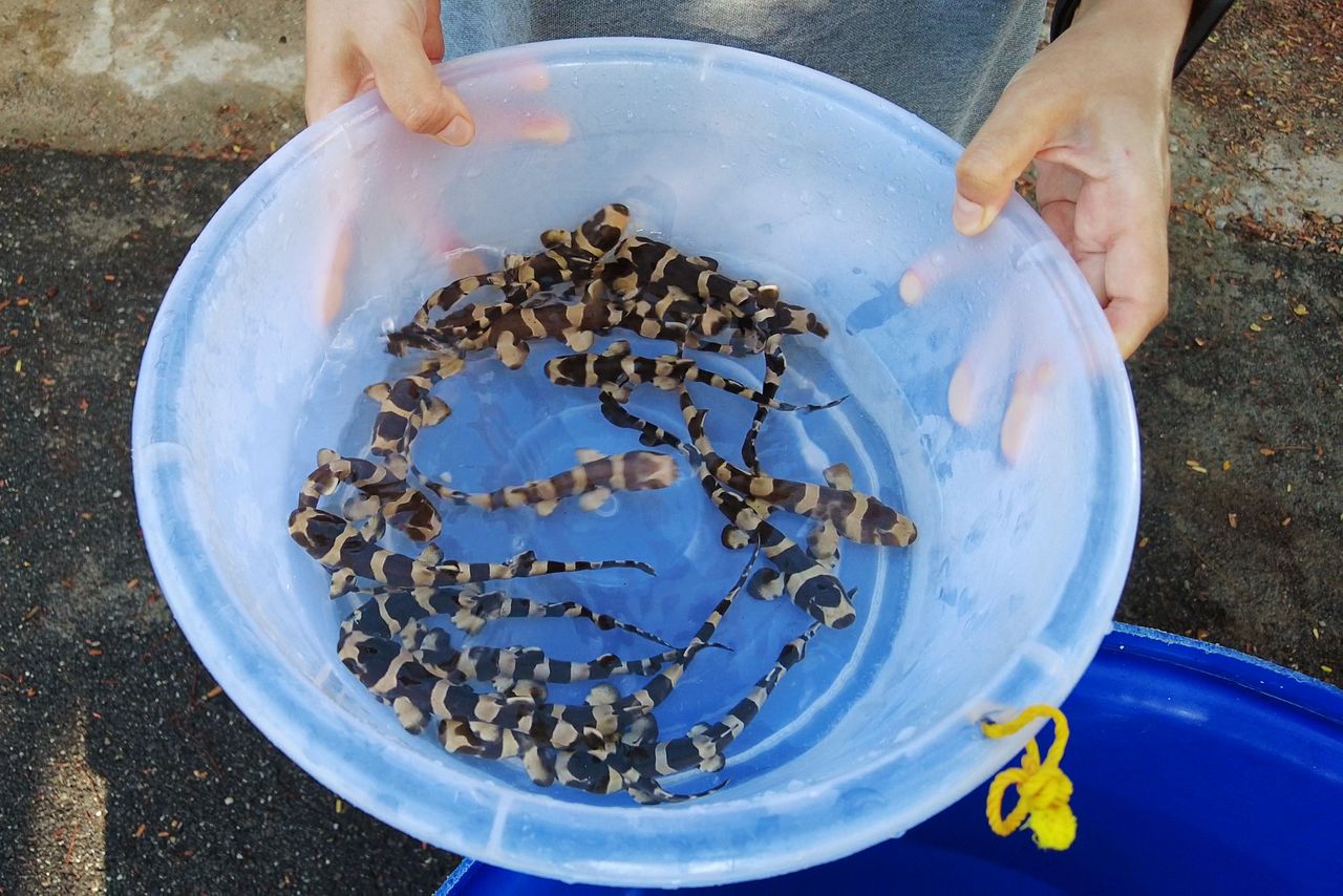 A conservationist from the marine fisheries research centre in Thailand