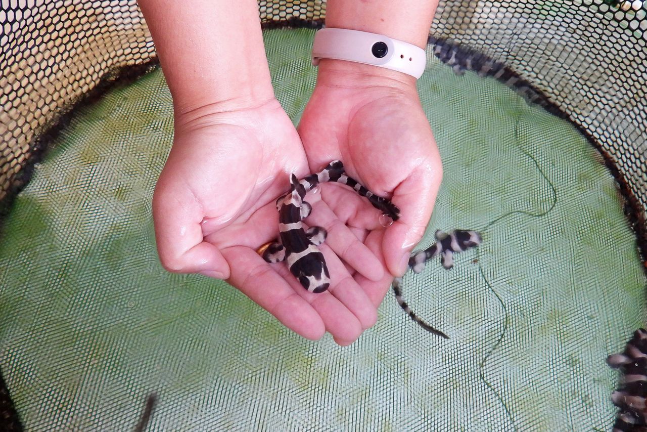 A conservationist from the marine fisheries research centre in Thailand