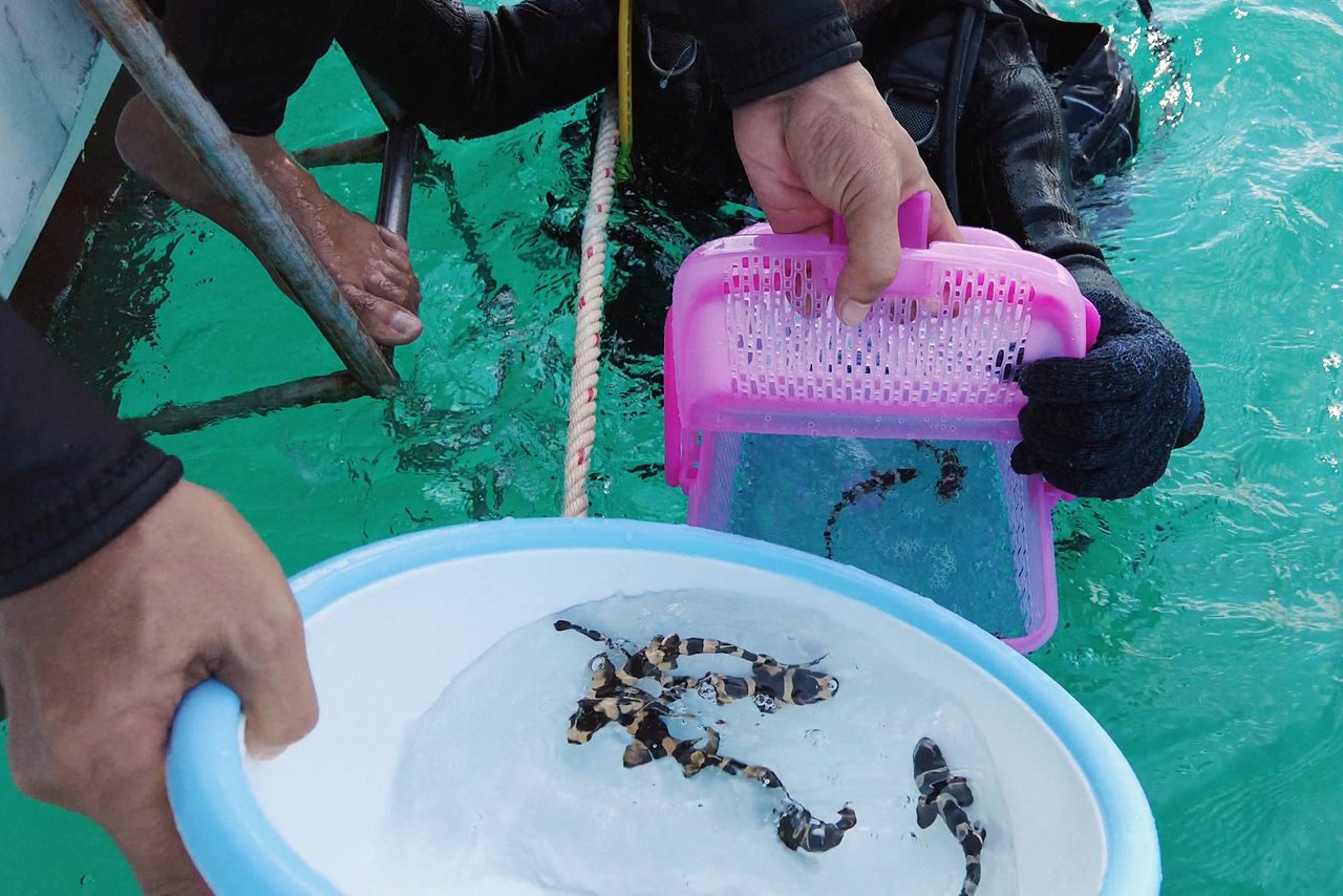 A conservationist from the marine fisheries research centre in Thailand