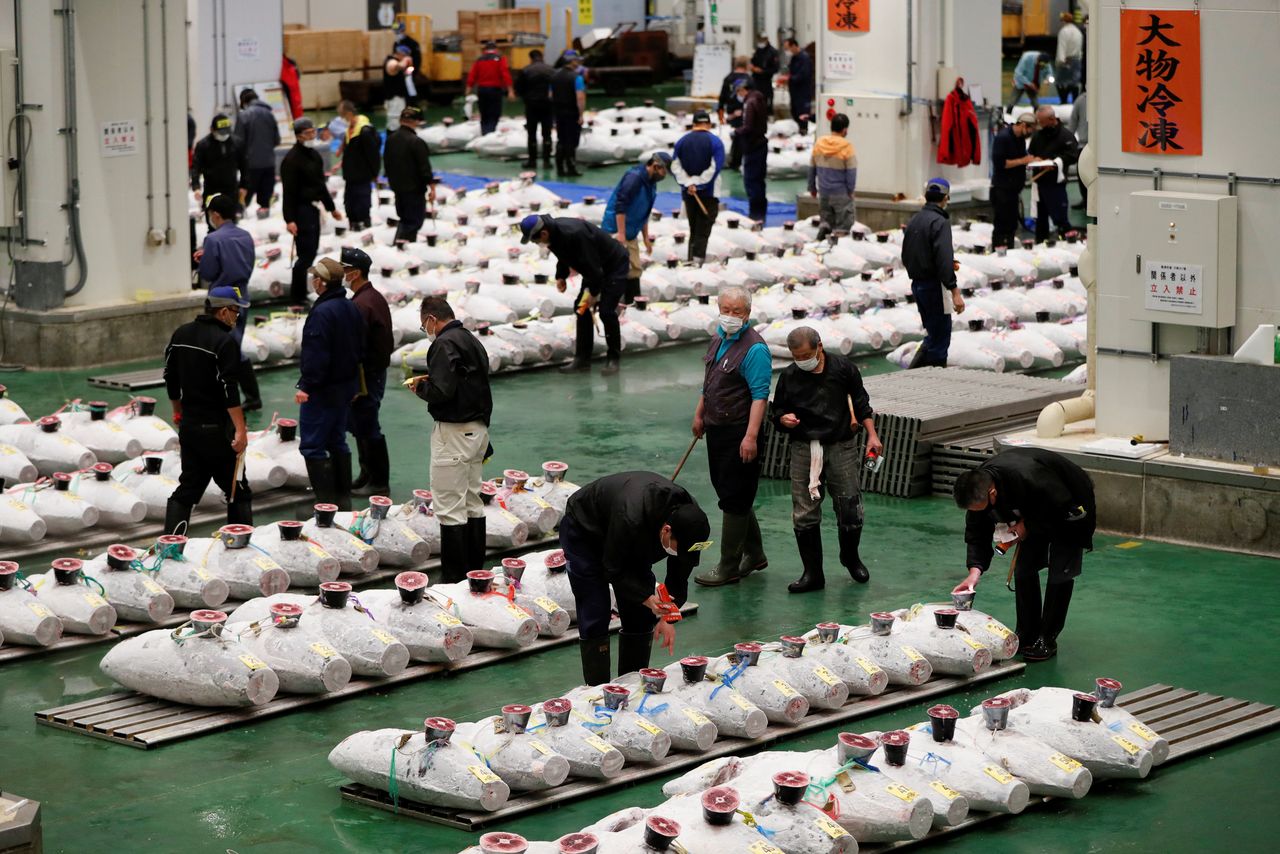 FILE PHOTO: Wholesalers check the quality of frozen tuna displayed during the tuna auctions, amid the coronavirus disease (COVID-19) outbreak, at Toyosu fish market in Tokyo, Japan August 25, 2020. REUTERS/Issei Kato