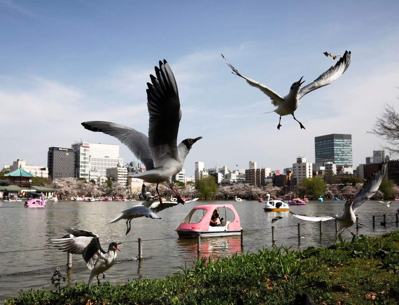 Seagulls fly near Shinobazu Pond in Ueno Park in Tokyo, Japan, March 29, 2021. REUTERS/Kim Kyung-Hoon
