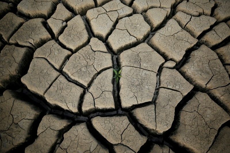 FILE PHOTO: A plant grows between cracked mud in a normally submerged area at Theewaterskloof dam near Cape Town, South Africa, January 21, 2018. REUTERS/Mike Hutchings/File Photo