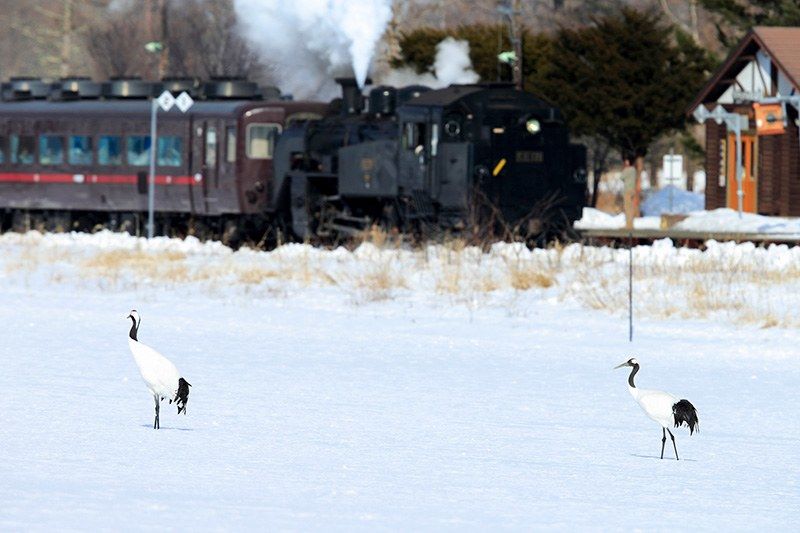 Kayanuma Station, adjacent to Kushiro Marsh National Park, is known for its support for the local red-crowned crane population. Through interviews with local residents, Kita no mujin’eki kara (The Unstaffed Train Stations of Hokkaidō) explores the complex issues surrounding the protection of endangered species. (© PIXTA)