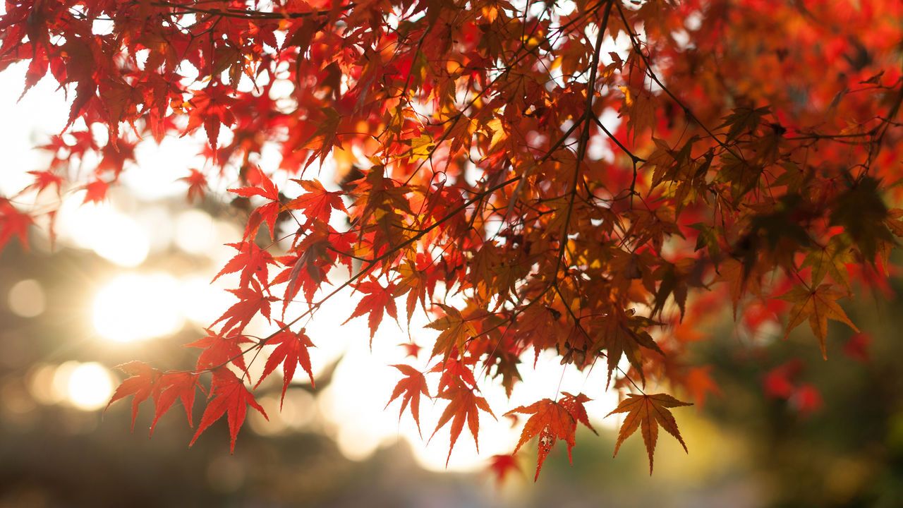 autumn foliage | Nippon.com