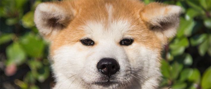 Japan S Most Famous Dog Breed The Akita Inu Nippon Com