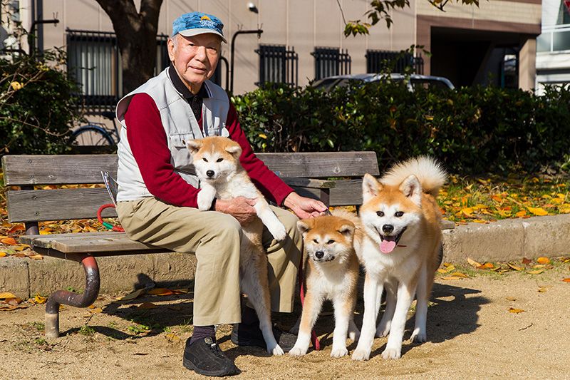 Japan S Most Famous Dog Breed The Akita Inu Nippon Com