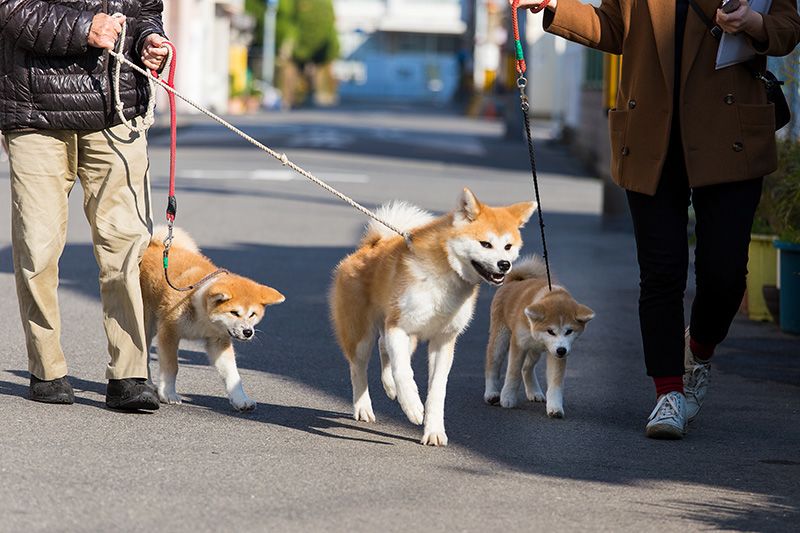 akita inu 3 months