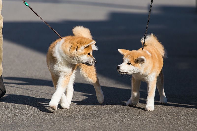 akita inu 3 months