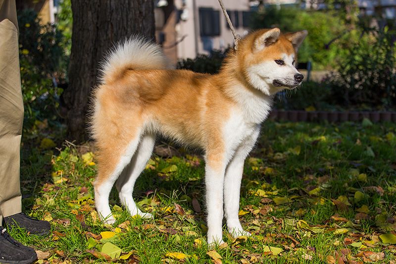 sesame akita inu