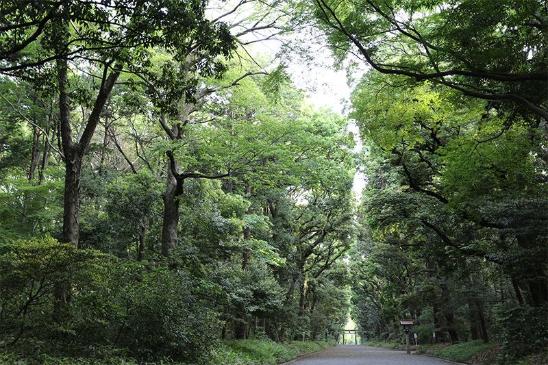 The Phenomenality of Japan's Sacred Shinto Trees - IES