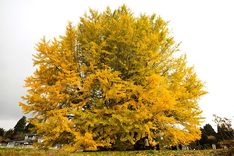 Ginkgo - Grand and Golden - Tree Topics