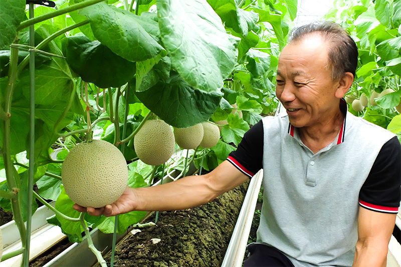 Japanese Muskmelons: A Cut Above the Ordinary | Nippon.com