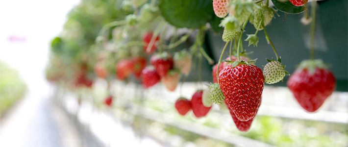 Tochigi S Strawberries Red Jewels For The Crown Of Japanese Agriculture Nippon Com