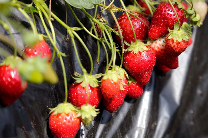 Tochigi’s Strawberries Red Jewels For The Crown Of Japanese.