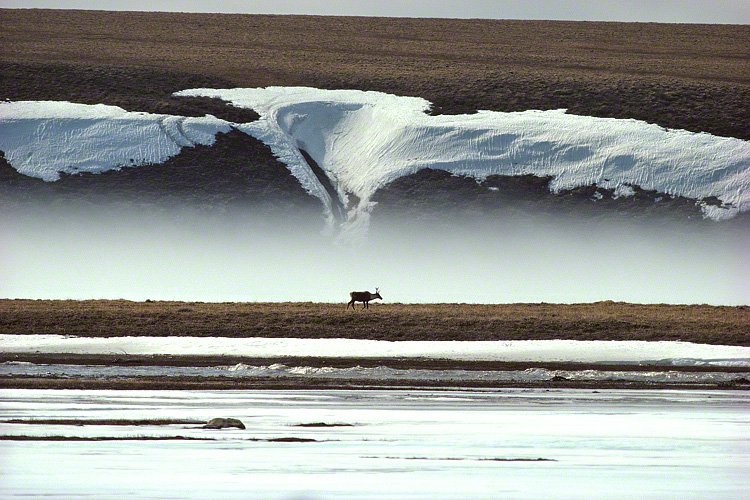 A caribou wanders past patches of melting snow on the tundra.