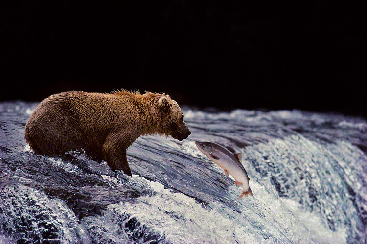 A grizzly bear hunts migrating salmon atop a waterfall.