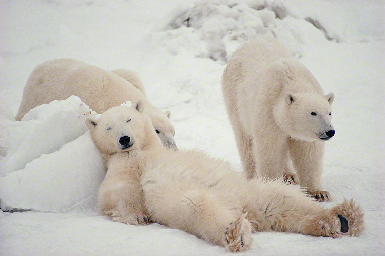 Polar bears resting on the ice.