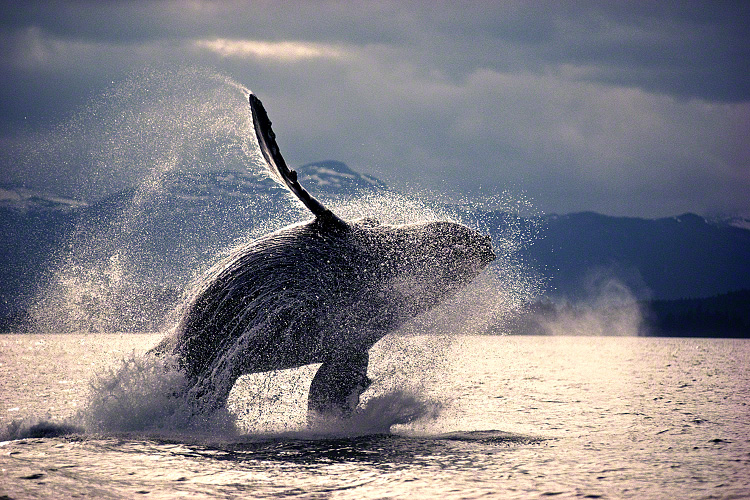 A humpback whale breaches.