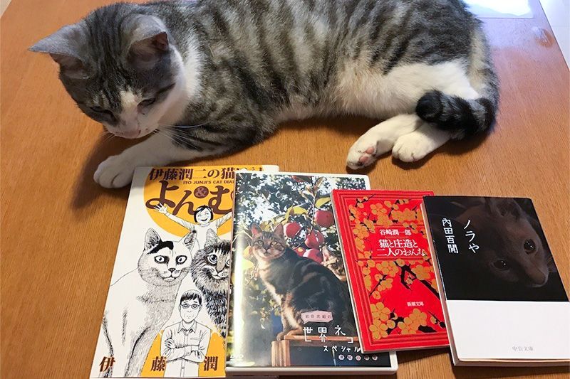 El auge de los gatos en Japón 