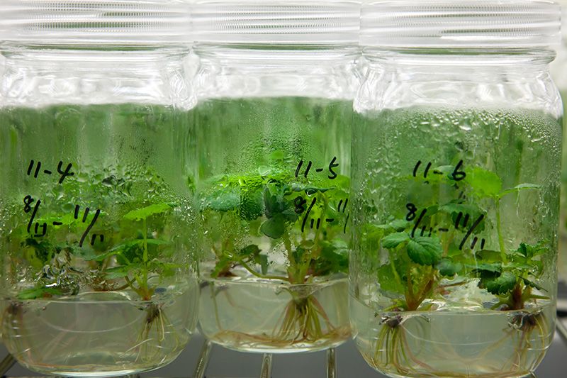 La futurista fábrica de fresas de Hokkaido | Nippon.com